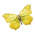 Watercolor Butterfly 8