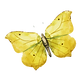 Watercolor Butterfly 8