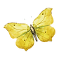 Papillon Aquarelle 8