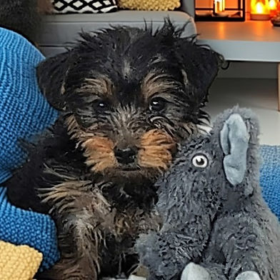 Lady Lola