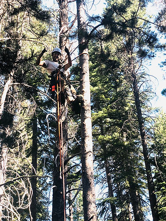 Residential and Commercial Tree Service
