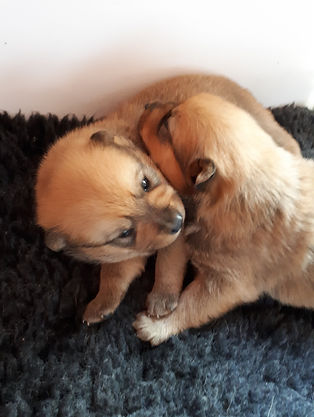 41914588_261432011372399_671438227145071