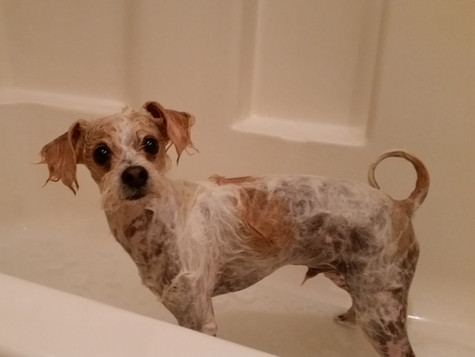 dandy dogs mobile grooming service