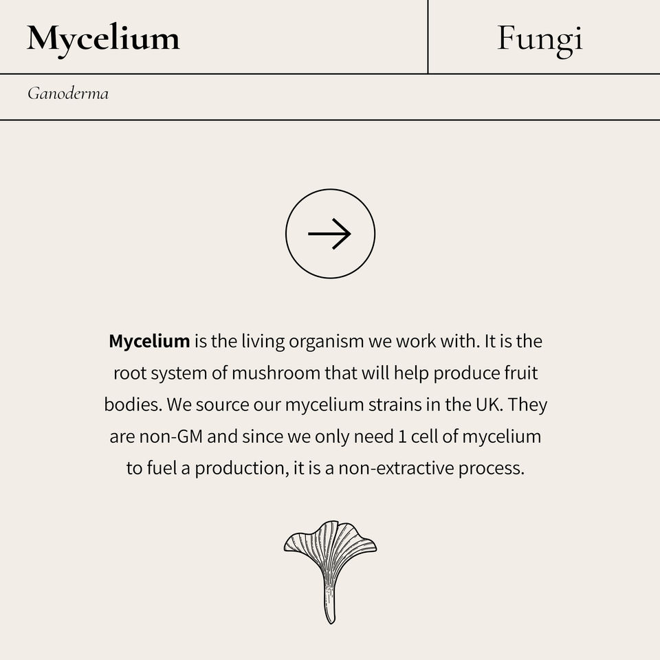 Fungi..jpg
