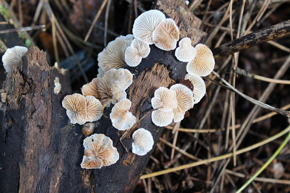HERO-MYCELIUM.jpg
