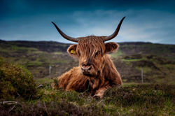 Schotse hooglander liggend