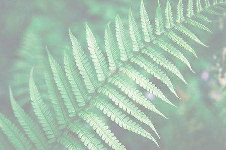 Fern leaf_edited.jpg
