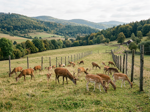 SADF získala podporu na rozvoj farmového chovu jeleňovitých na Slovensku