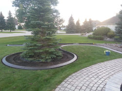 Add Trees And Curb To A Front Yard