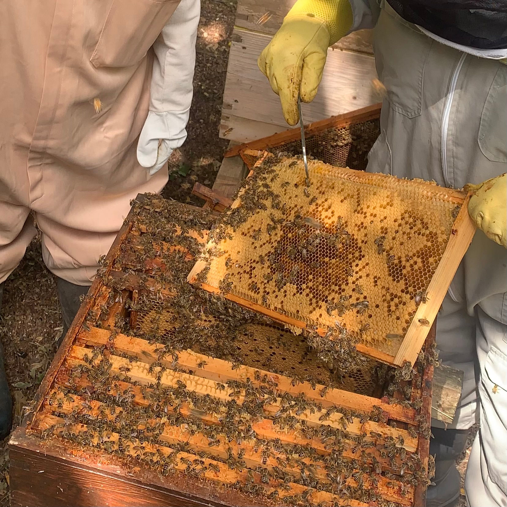 Beekeeping Experience Session - 6th June 2026 11am-1pm