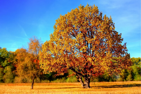 tree-99852_960_720.webp