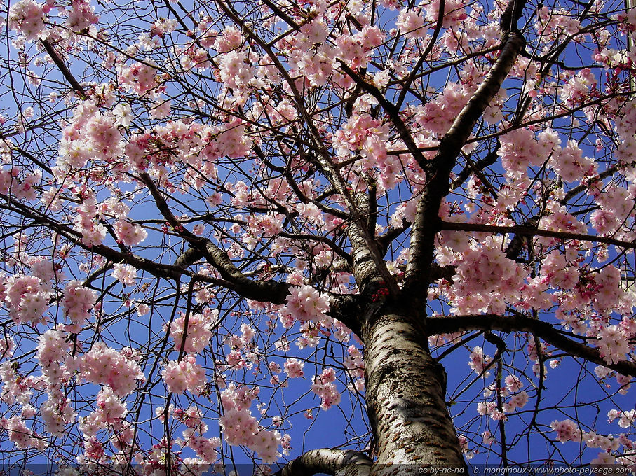 printemps-arbre-fleurs-4.jpg