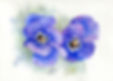 erna van dyk art