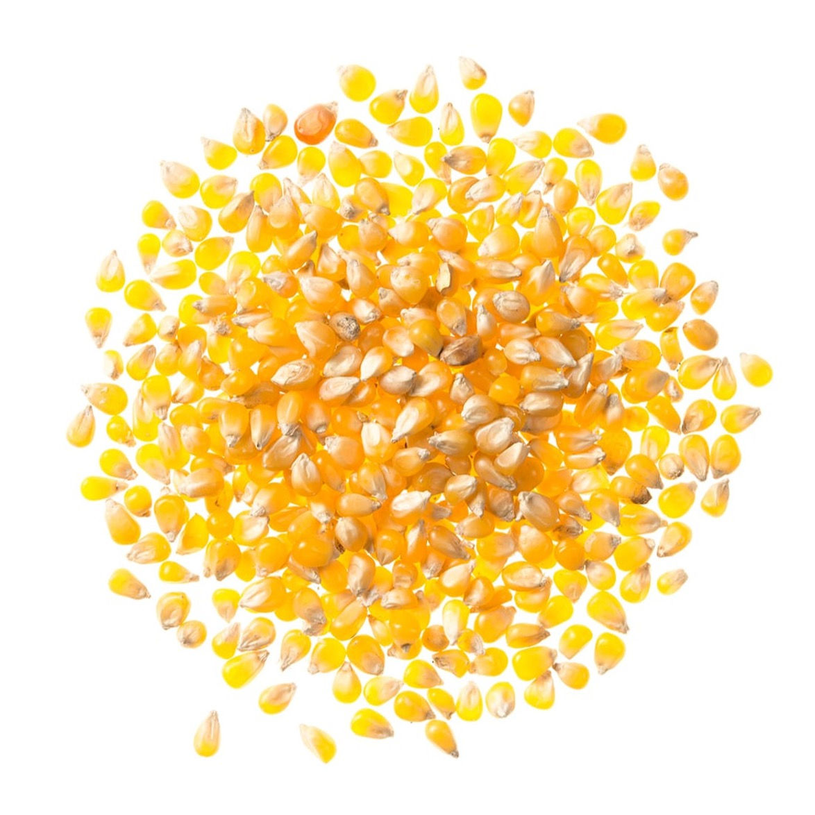 Hull-less Popping Corn