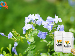 시알리스 20mg 가격, 커플 사이의 열정은 컨디션 관리에서 시작됩니다