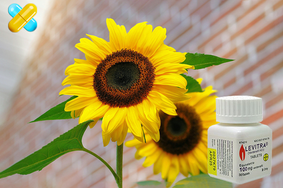 시알리스 구매 사이트 회원님들의 레비트라 후기