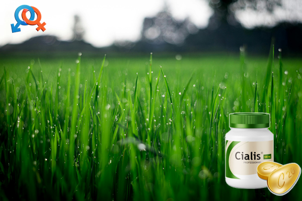 정품 시알리스로 만드는 조화로운 남성 관계