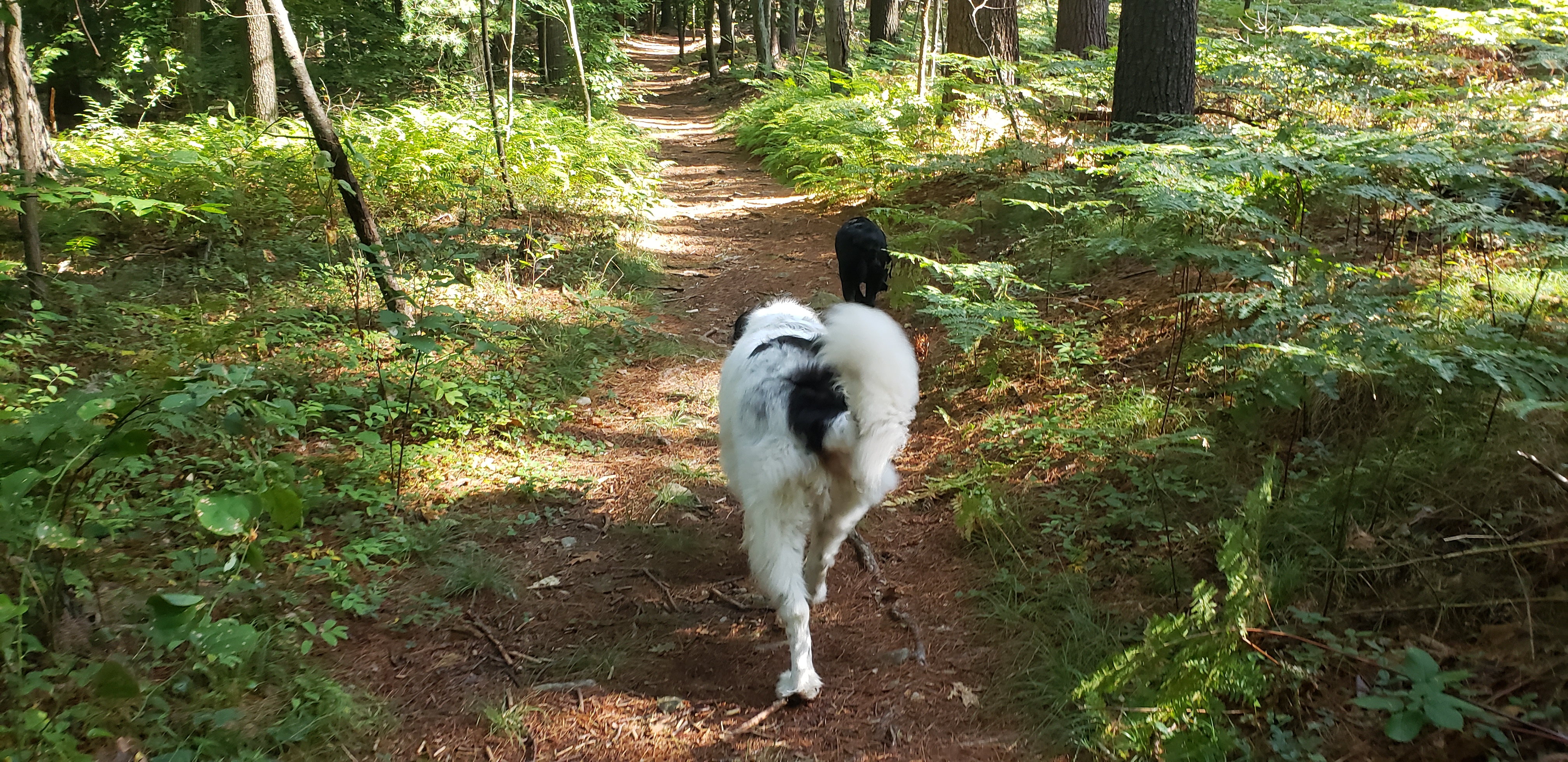 Dog Walker in Milton, Massachusetts