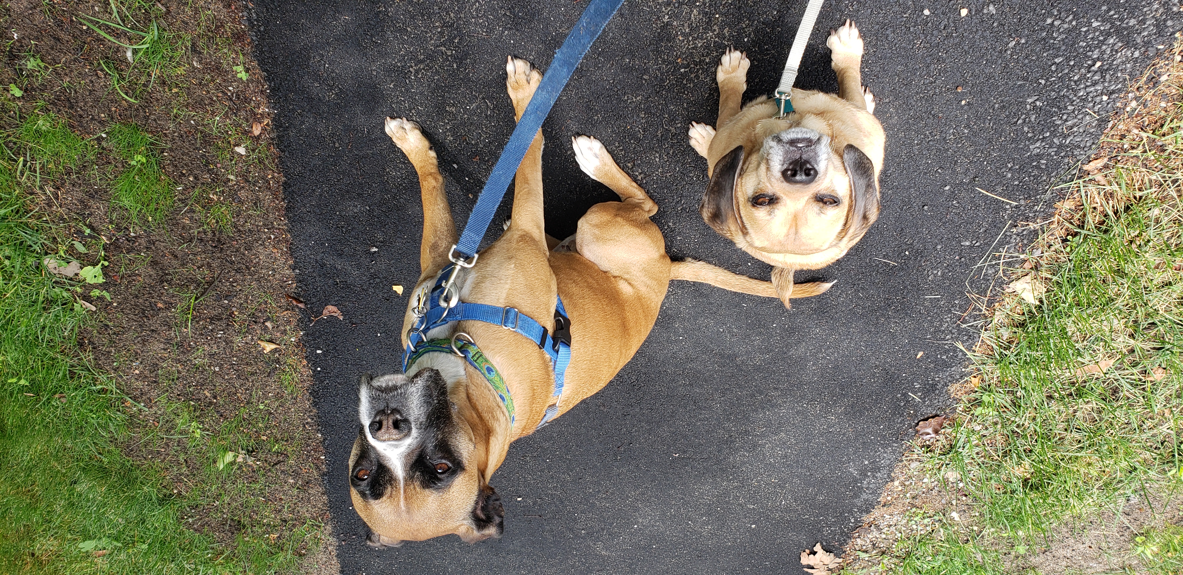 Dog Walker in Milton, Massachusetts