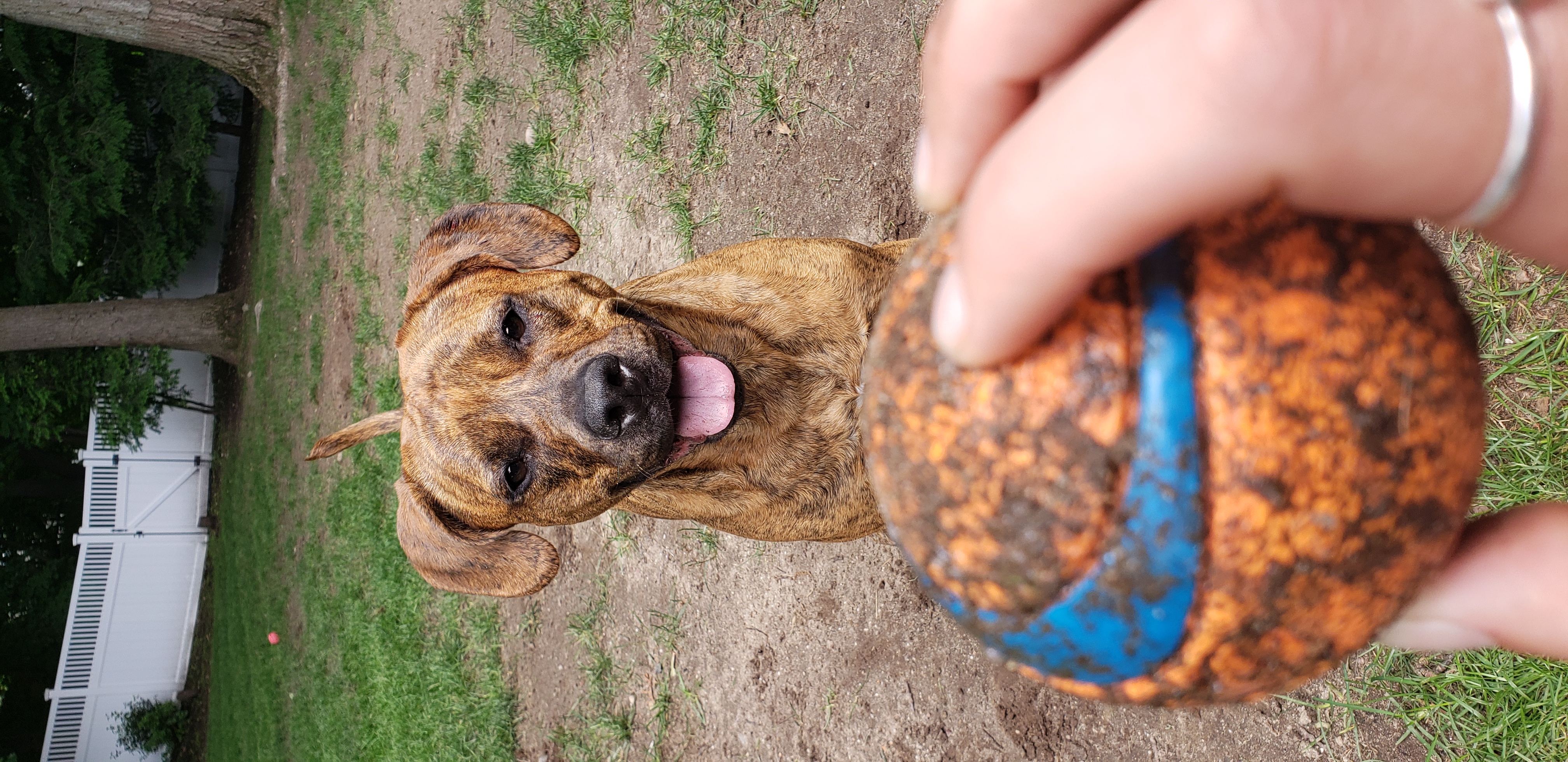 Dog Walker in Milton, Massachusetts