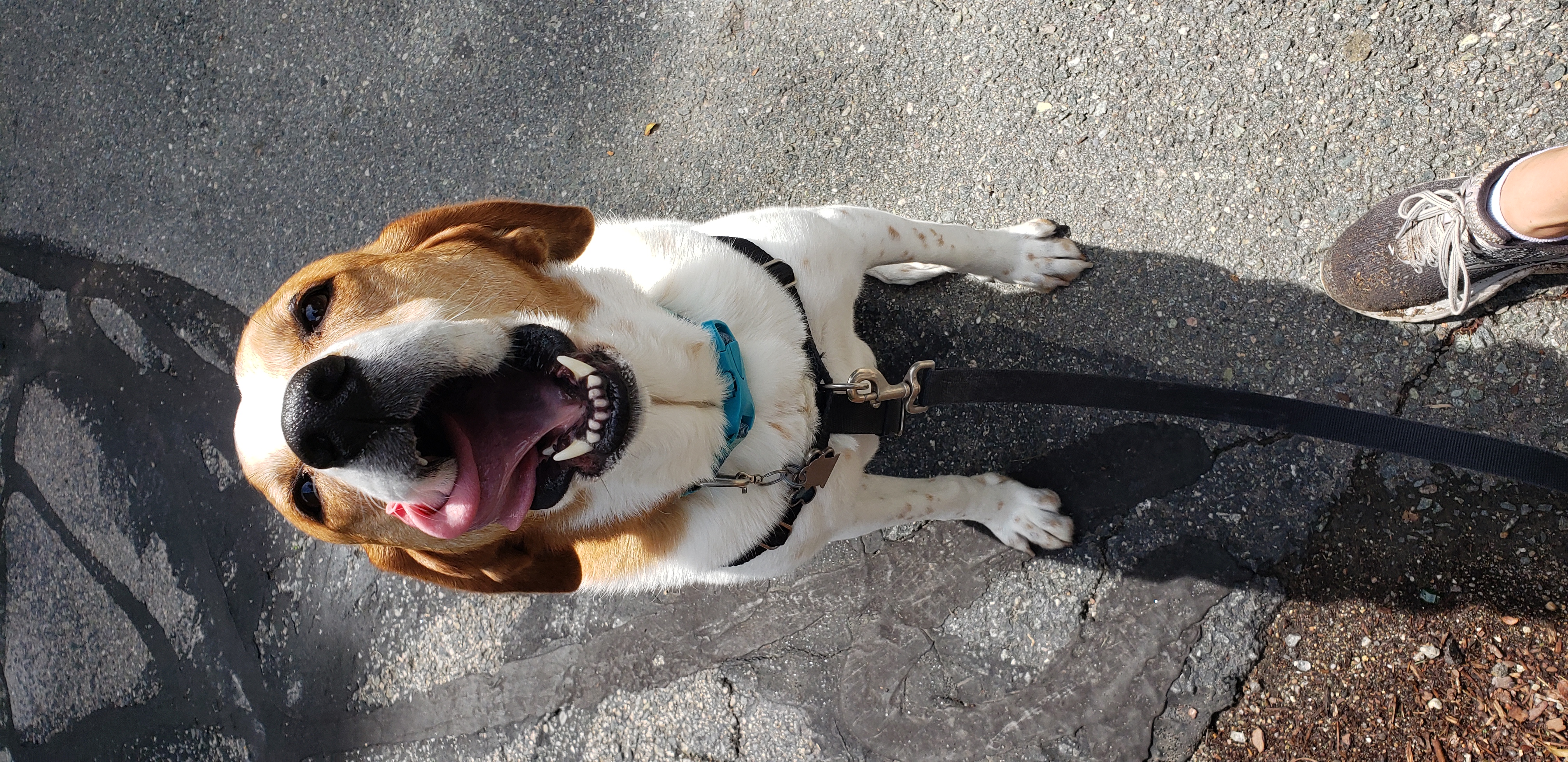 Dog Walker in Milton, Massachusetts