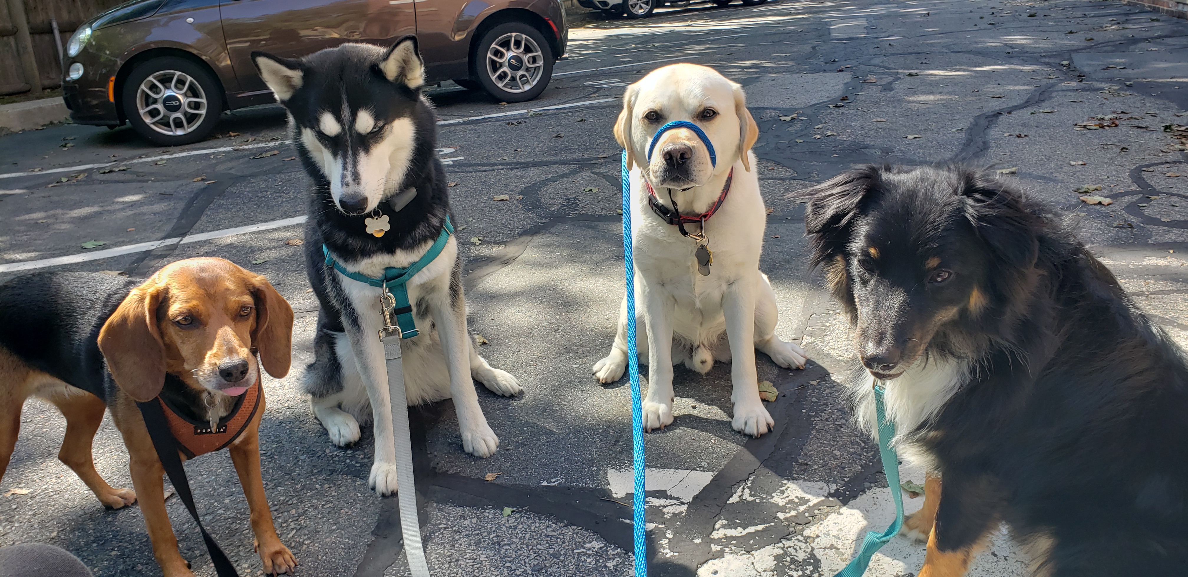Dog Walker in Milton, Massachusetts