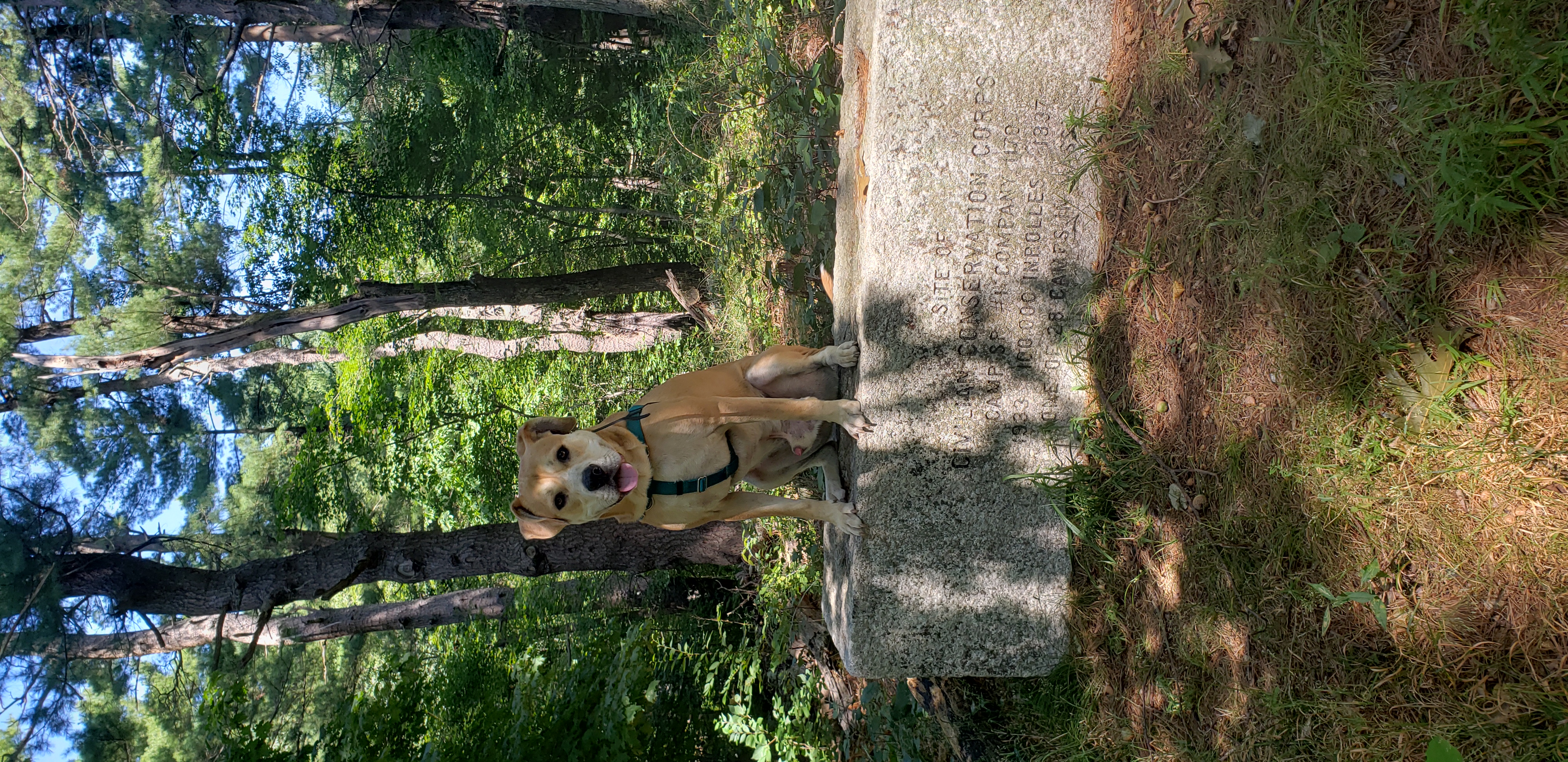 Dog Walker in Milton, Massachusetts