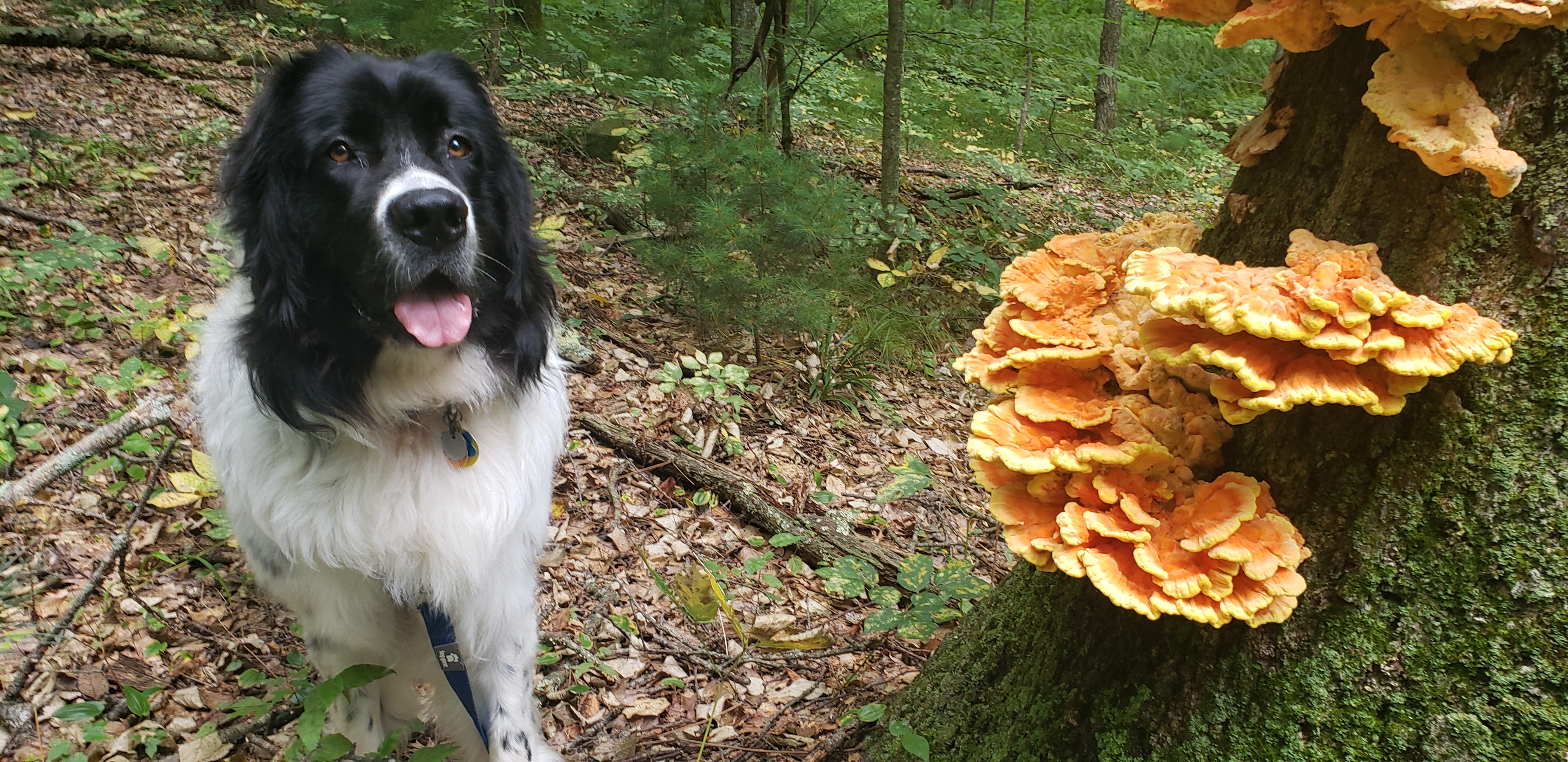 Dog Walker in Milton, Massachusetts