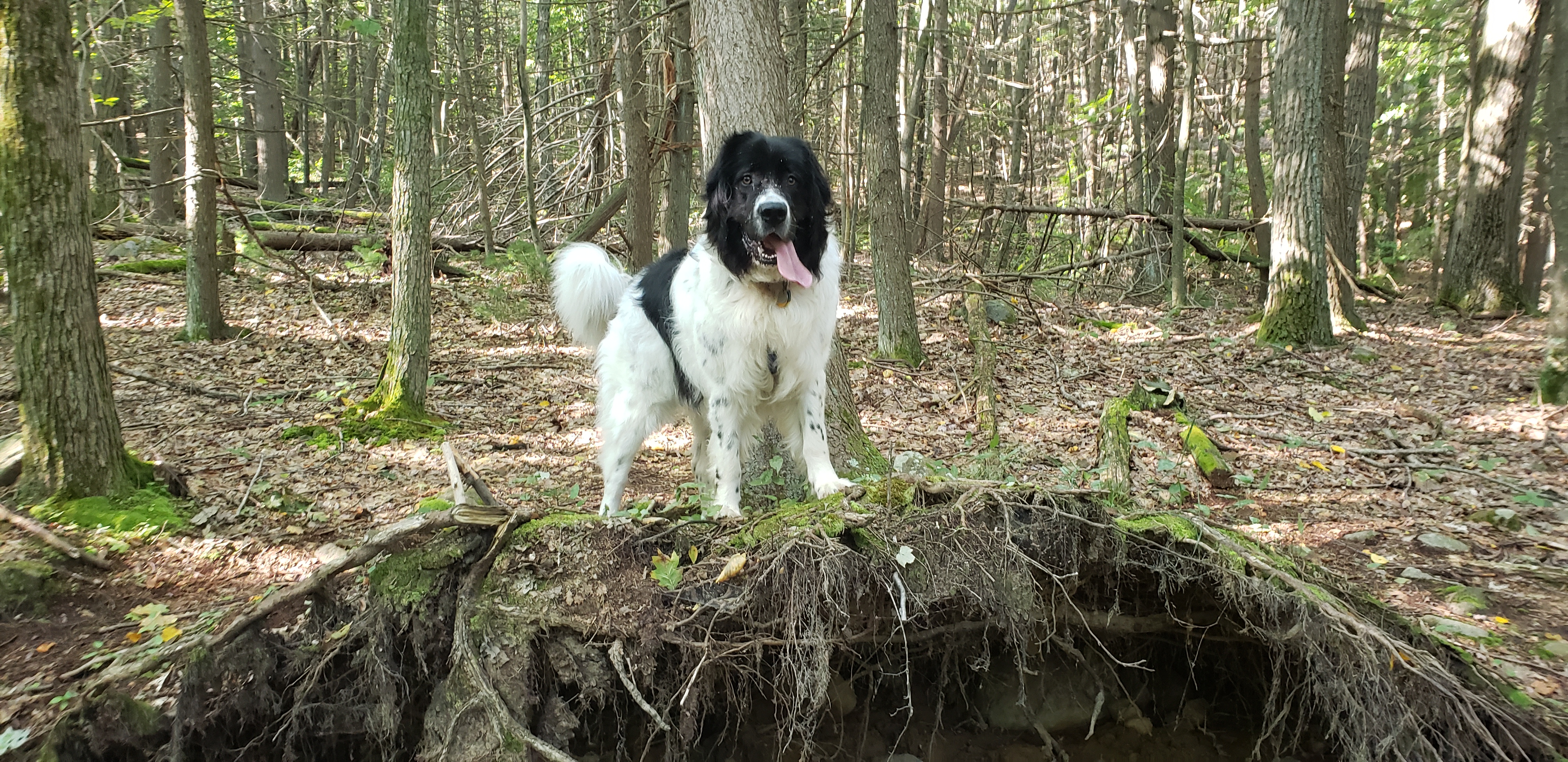 Dog Walker in Milton, Massachusetts