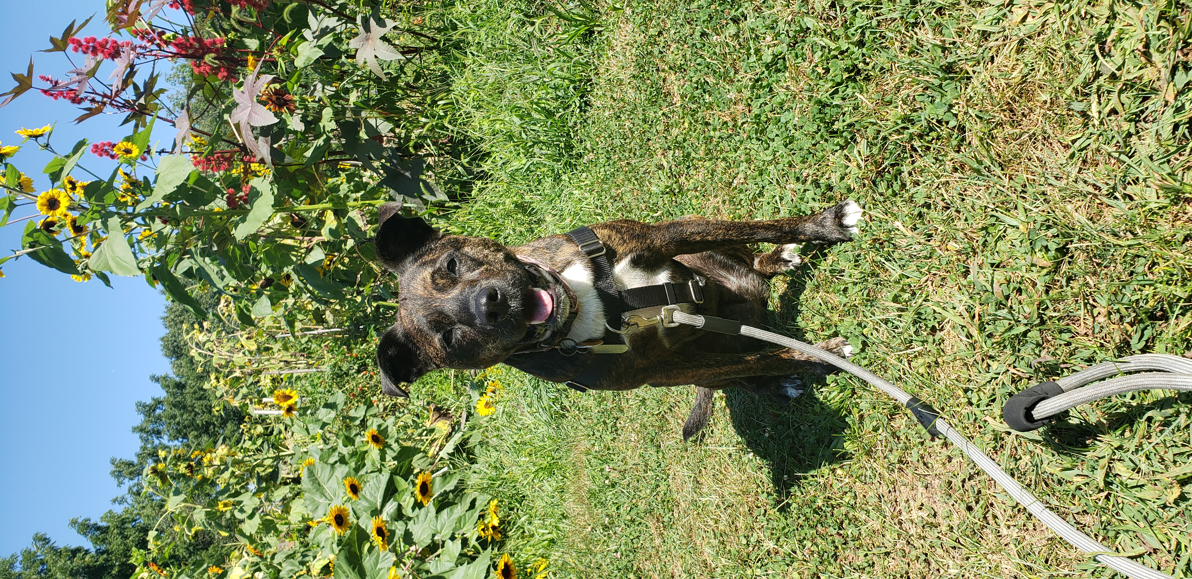 Dog Walker in Milton, Massachusetts