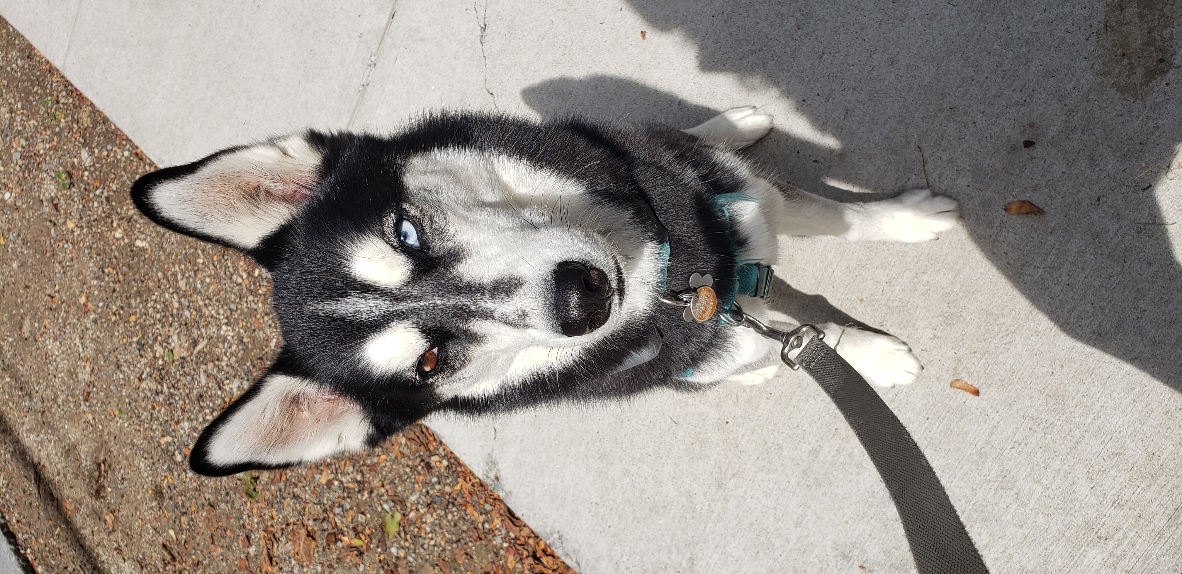 Dog Walker in Milton, Massachusetts