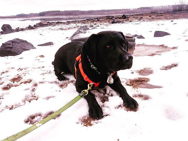 Dog Walker in Plymouth, Massachusetts