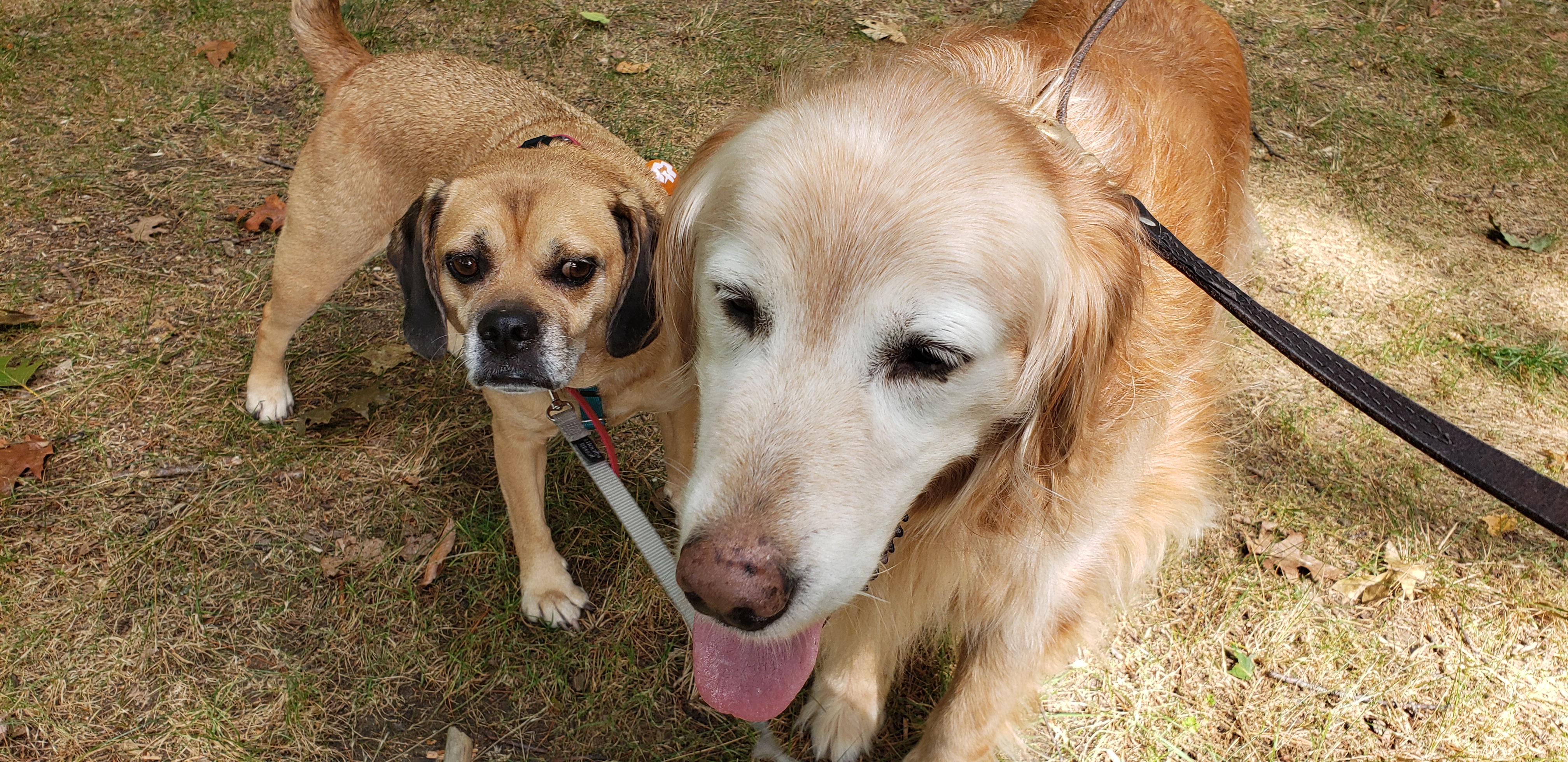 Dog Walker in Milton, Massachusetts