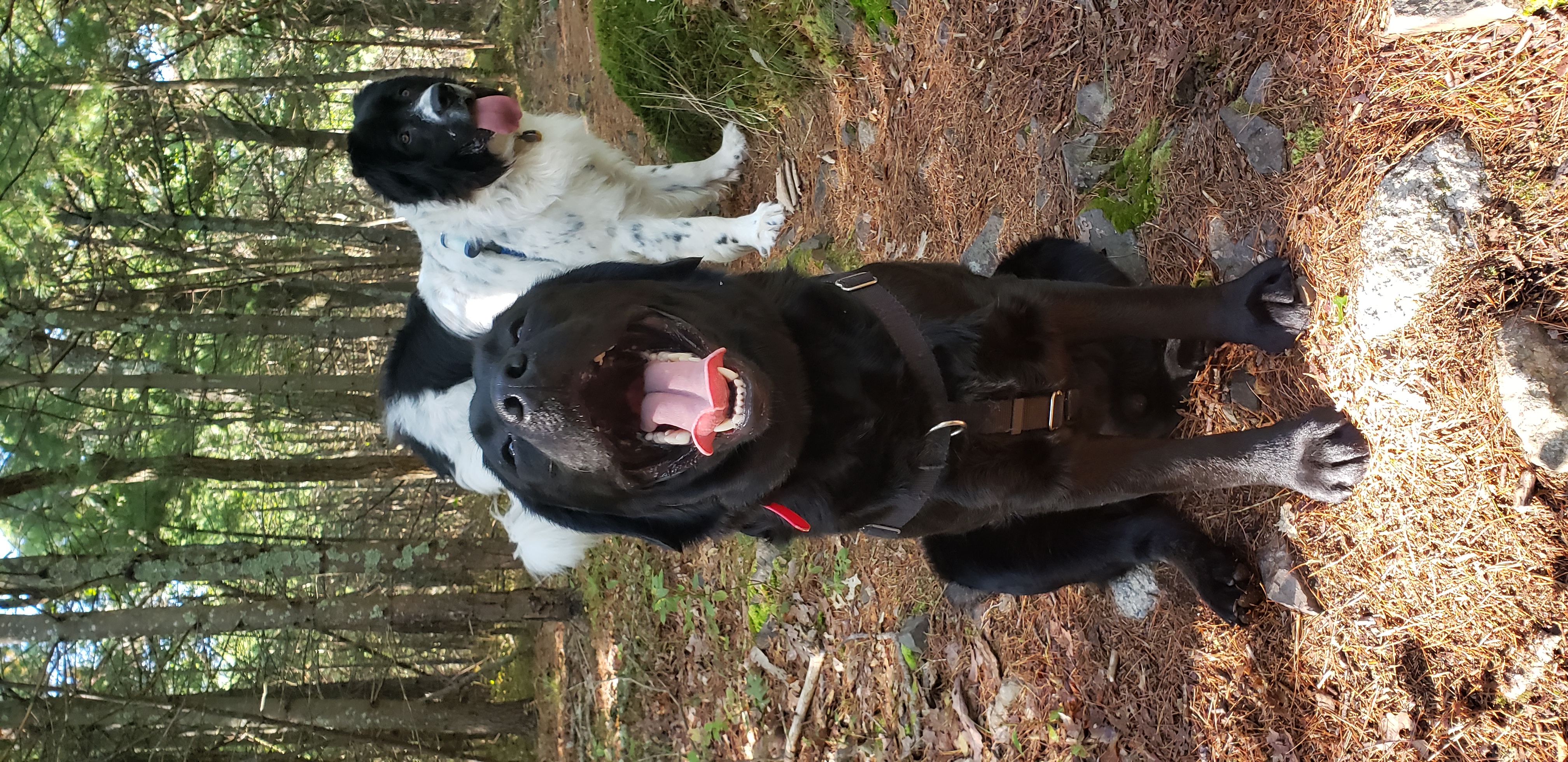 Dog Walker in Milton, Massachusetts