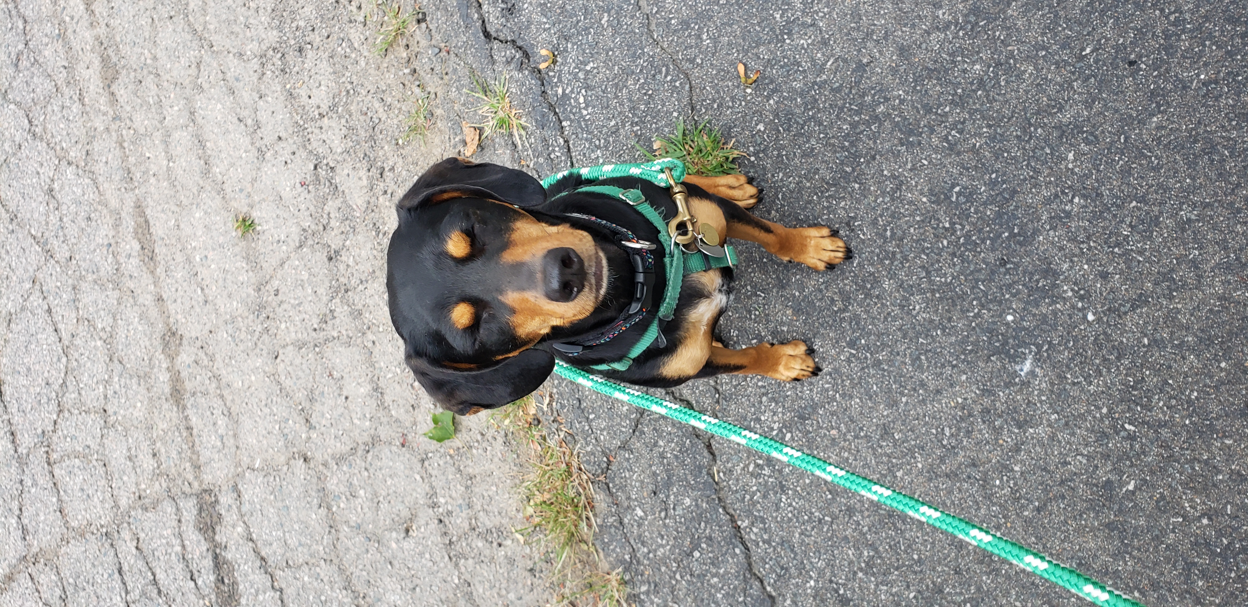 Dog Walker in Milton, Massachusetts