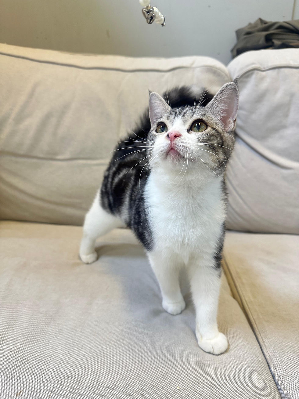 縮圖：美短加白女女