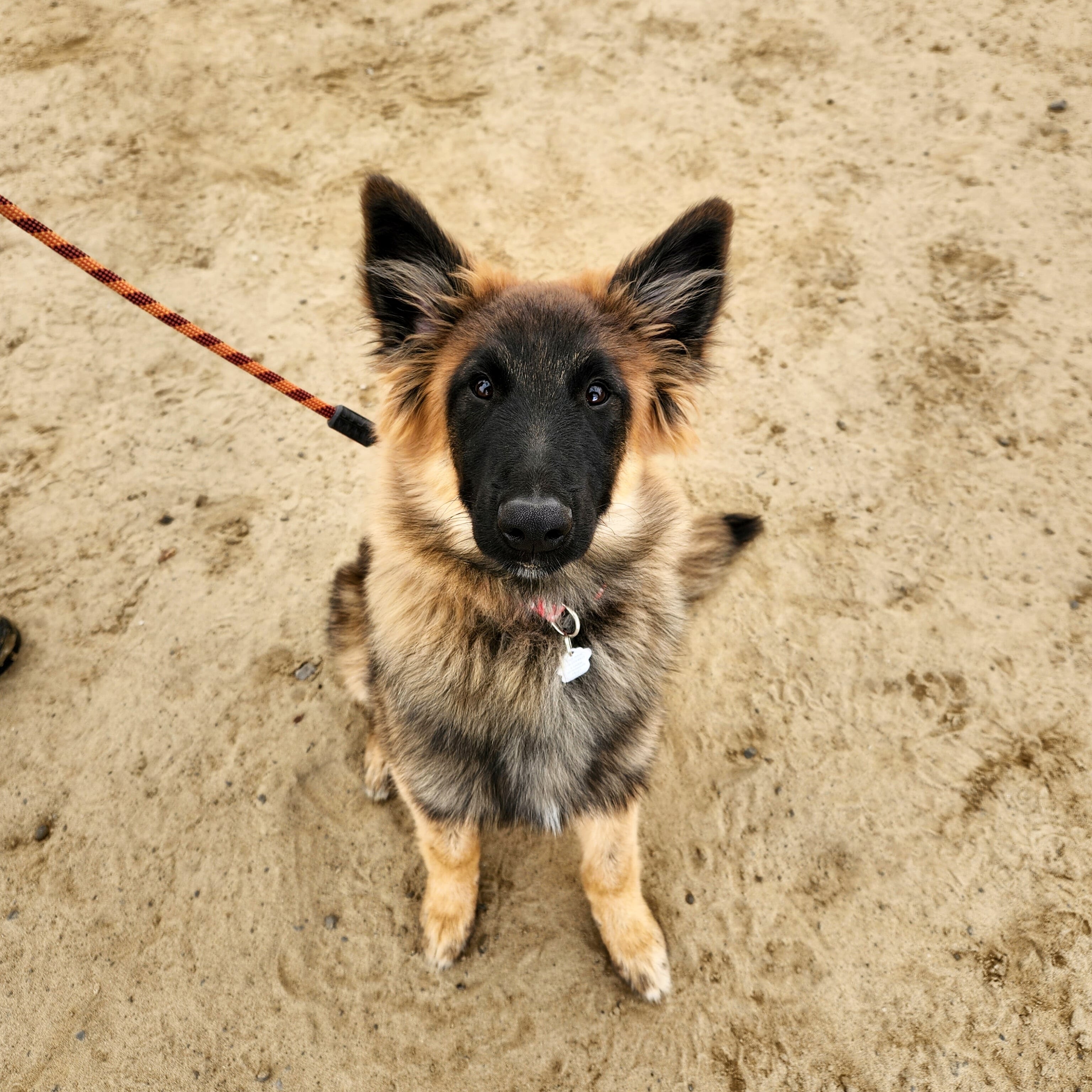 IDI Entrainement canin 