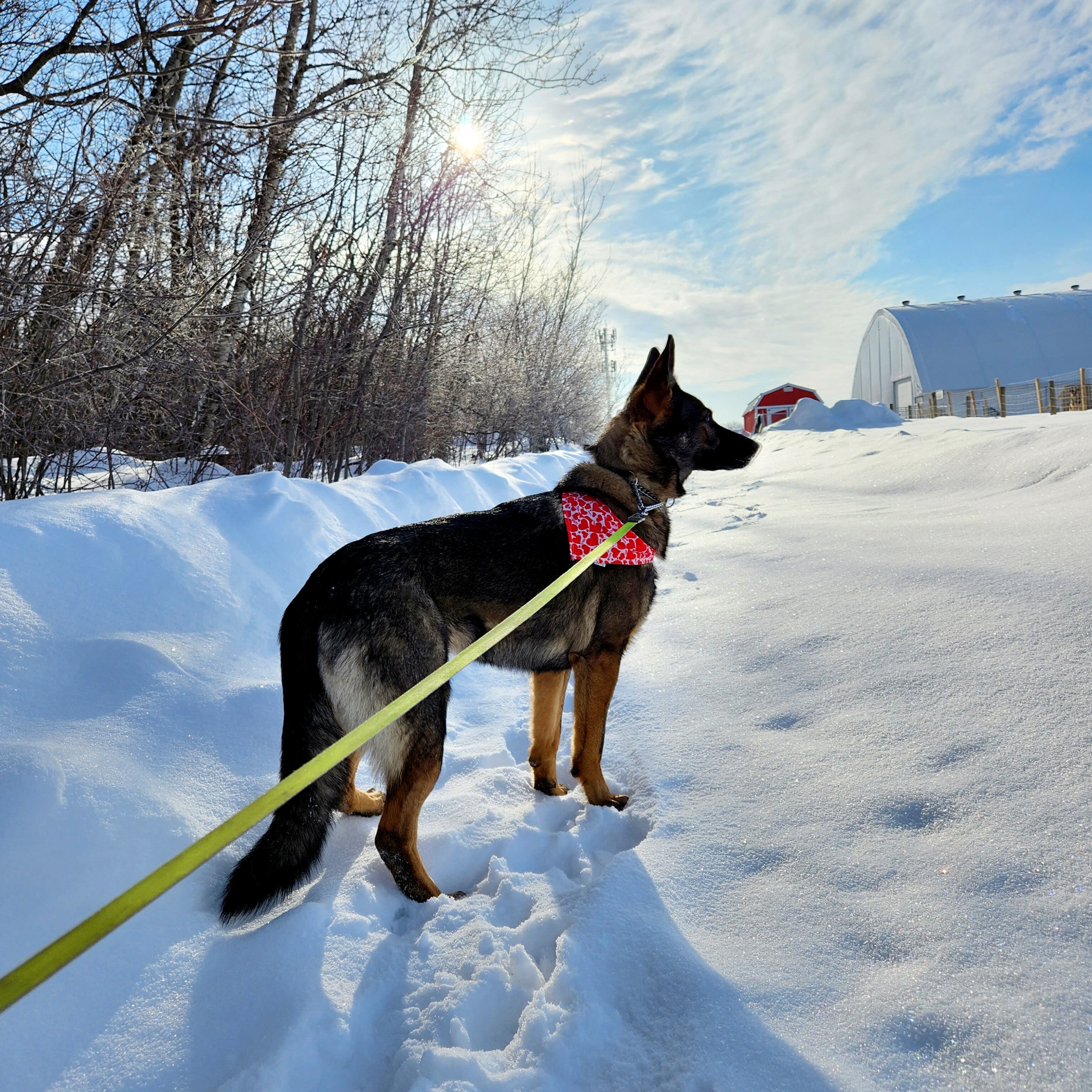 IDI Entrainement canin 