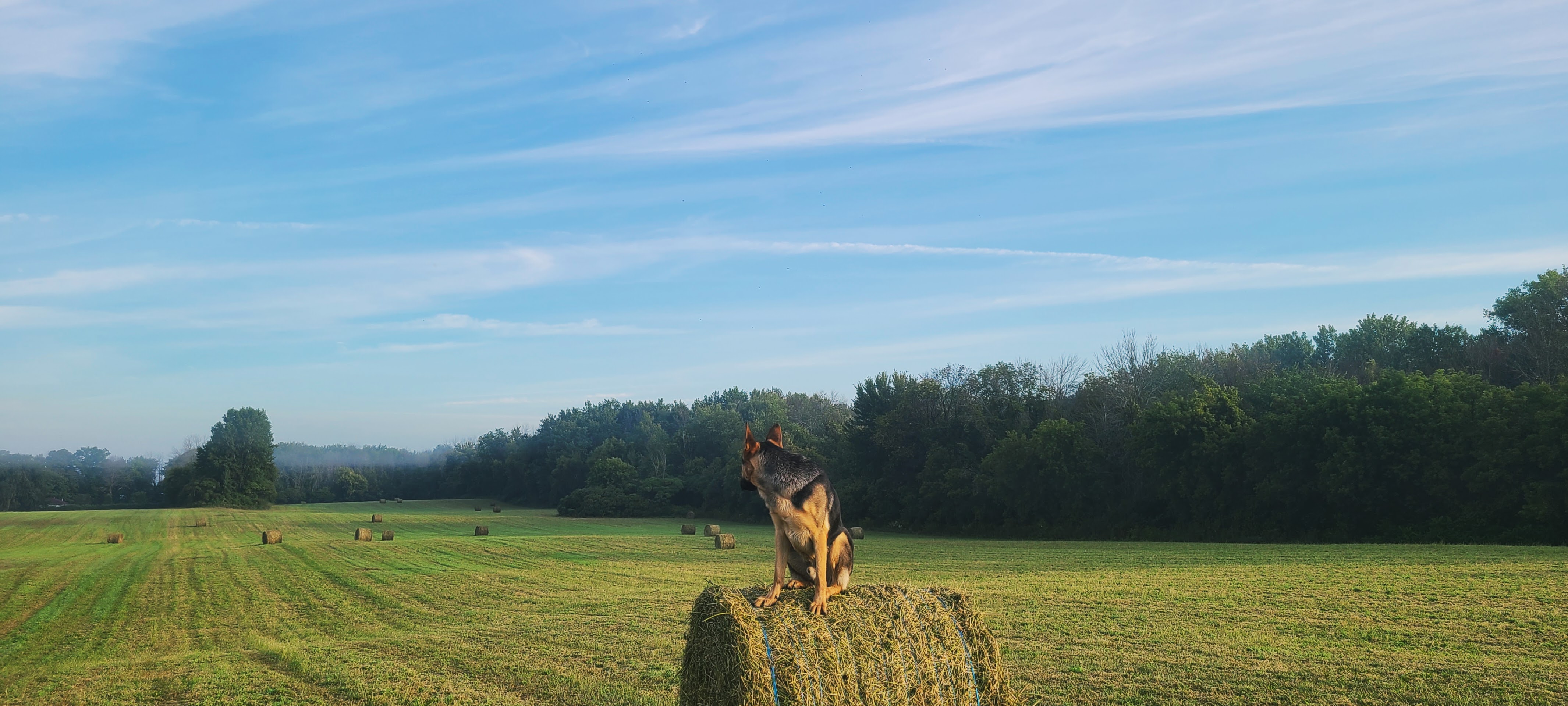 IDI Entrainement canin 