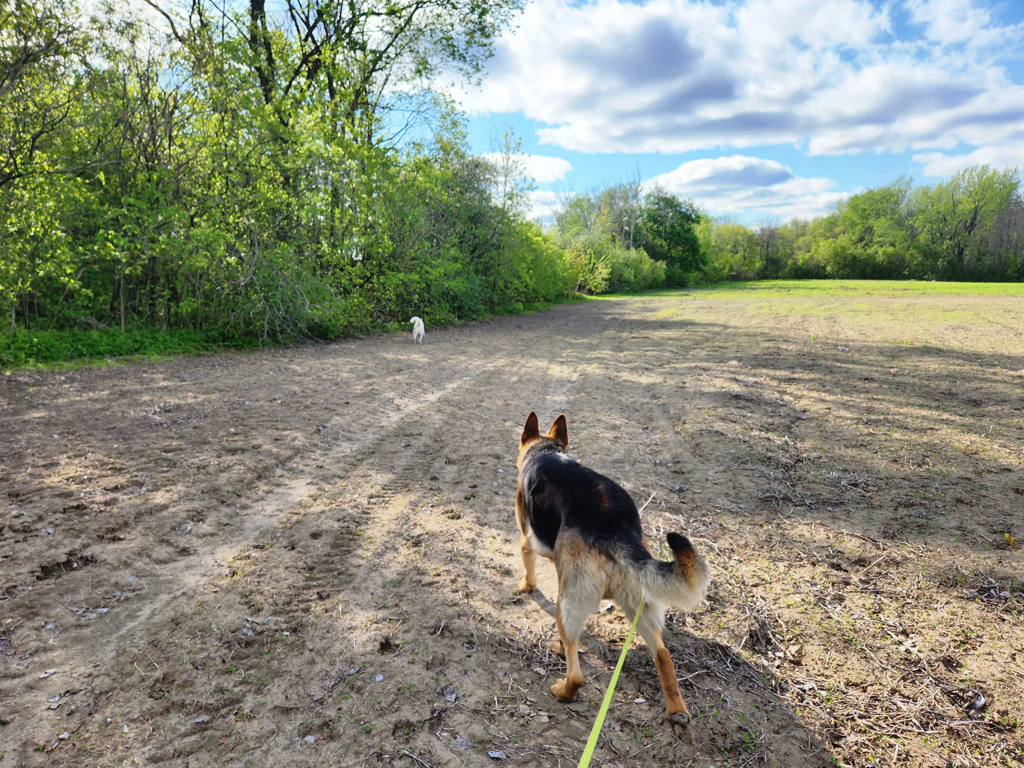 IDI Entrainement canin 