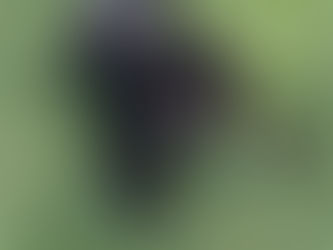 犬
