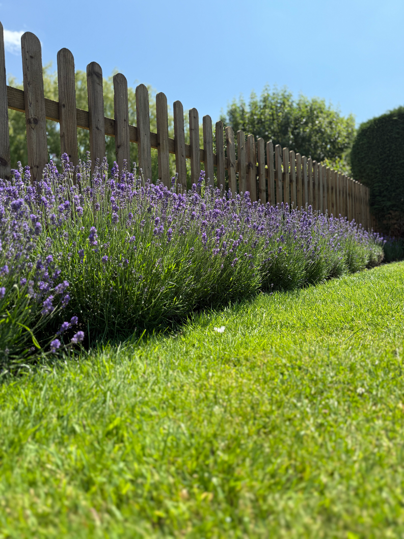 Lavender and picket fence