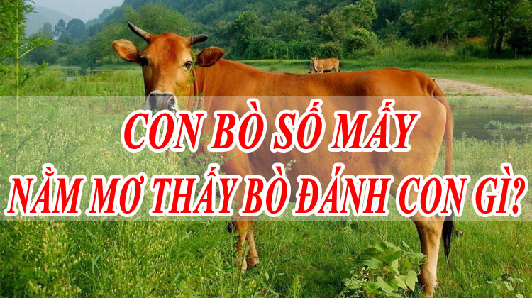 Mơ thấy bò báo hiệu điềm gì? Giải mã giấc mơ thấy bò đánh con gì trong lô đề dễ trúng nhất content media