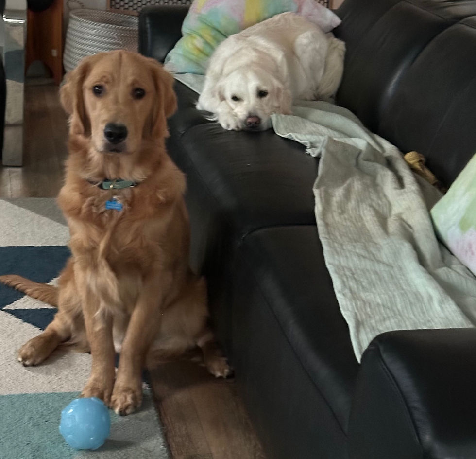 Successful Pet Sitting Tips: How to Care for Your Furry Friends with Confidence