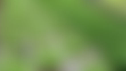 10 Jenis Sayuran yang Bisa Ditanam Secara Hidroponik dan Nutrisinya