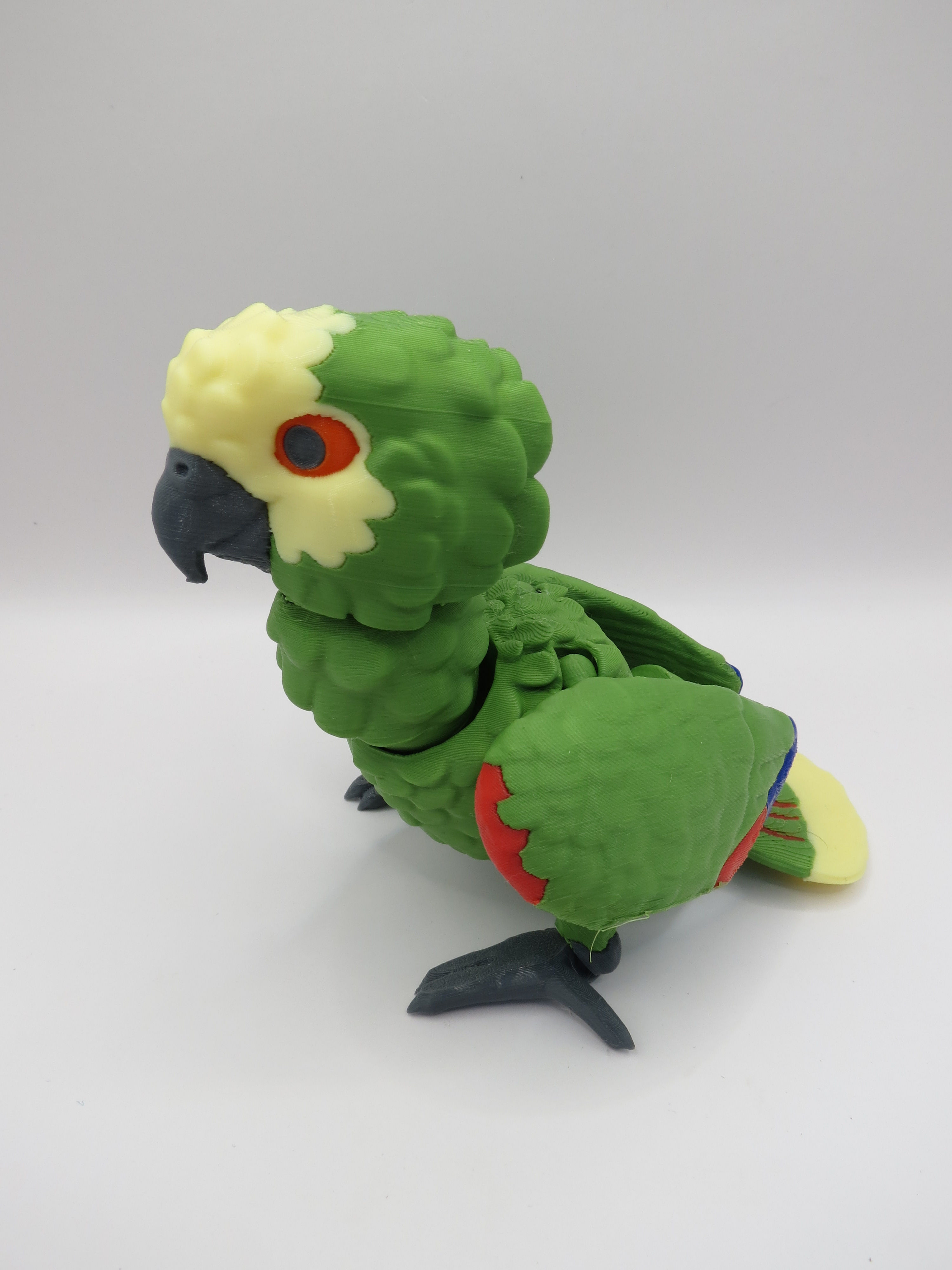 Birds - Amazon Parrot