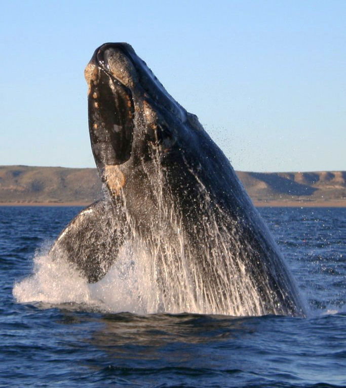 Südkaper-Wal, ein Bartenwal (Foto: M. Catanzariti)