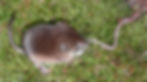 Waldspitzmaus mit erbeutetem Regenwurm
