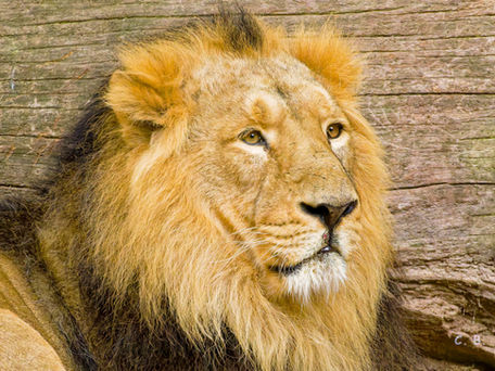 Asiatischer Löwe, Panthera leo persica, Asiatic Lion