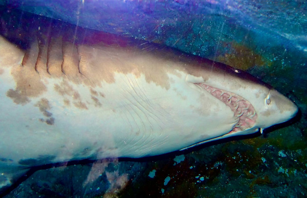 Gebiss des Sandtigerhais